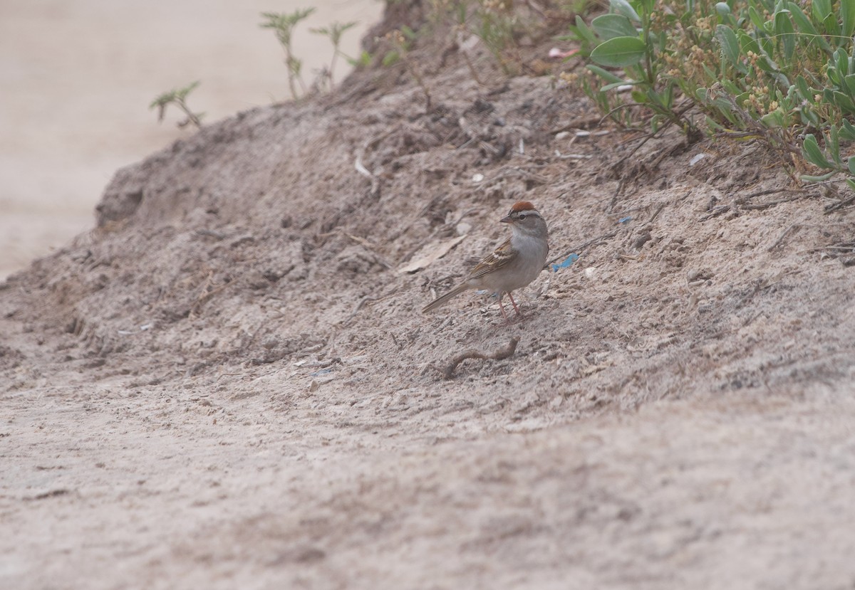 Chipping Sparrow - ML619399764