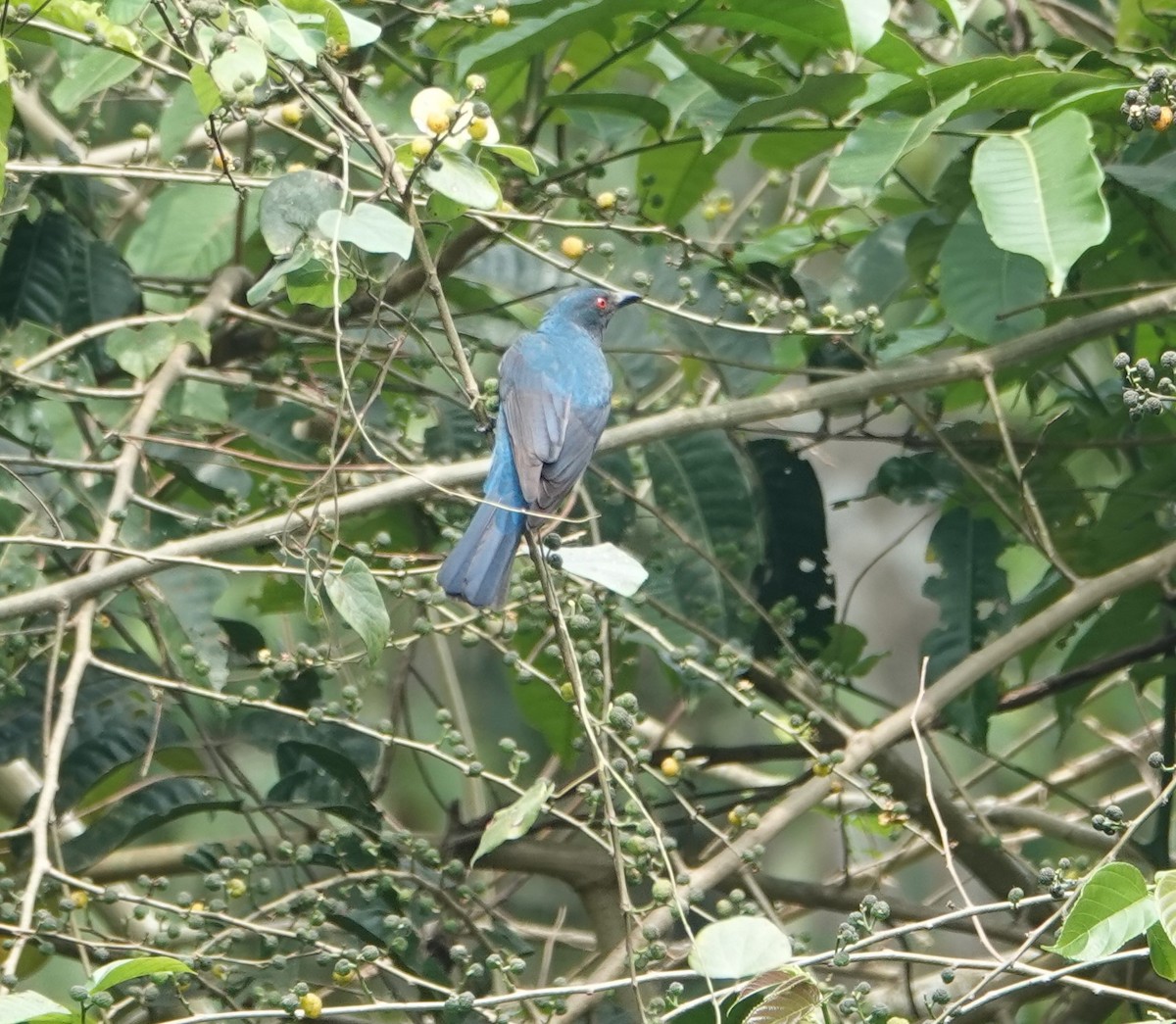 Asian Fairy-bluebird - ML619399775