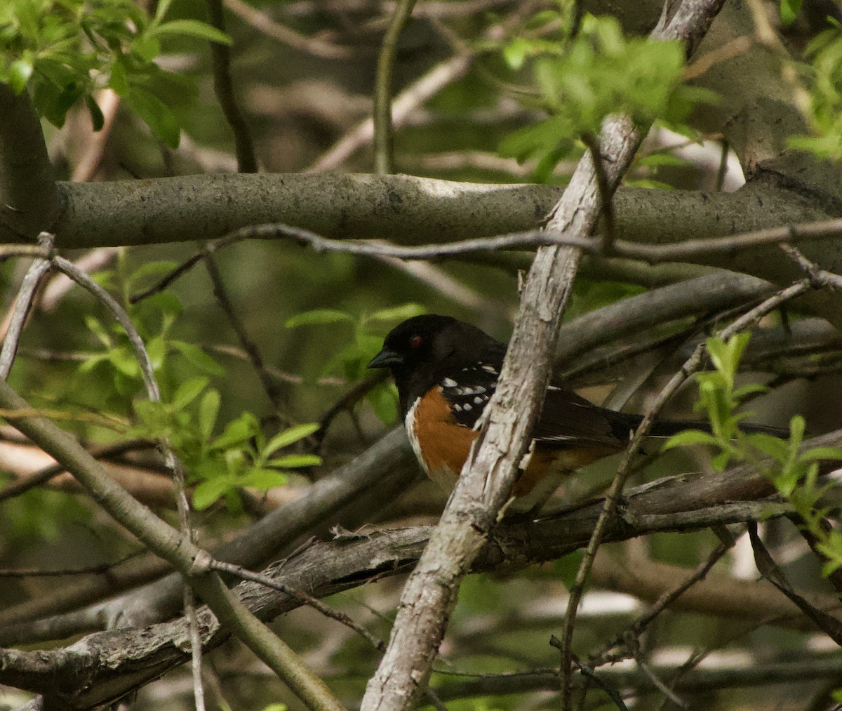 Spotted Towhee - ML619399779