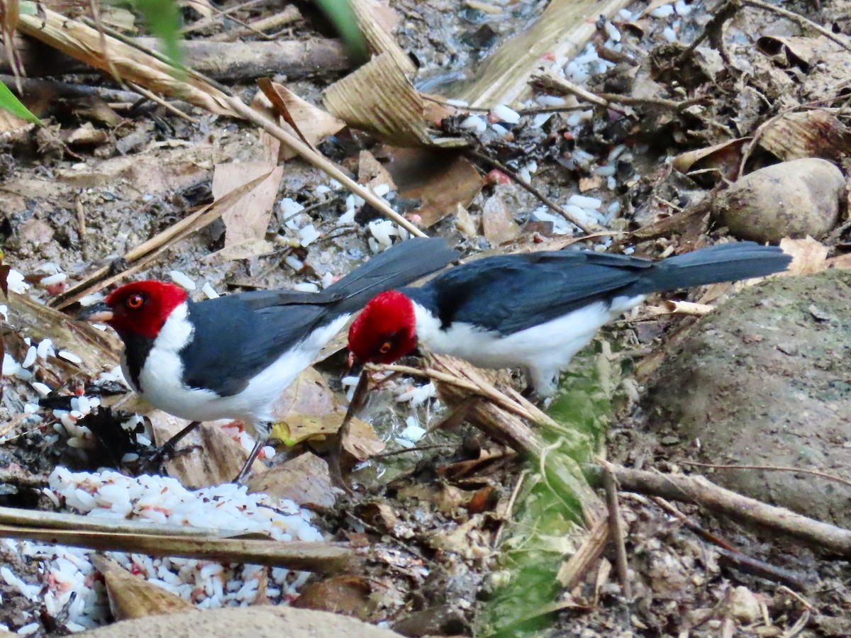 Red-capped Cardinal - ML619399781