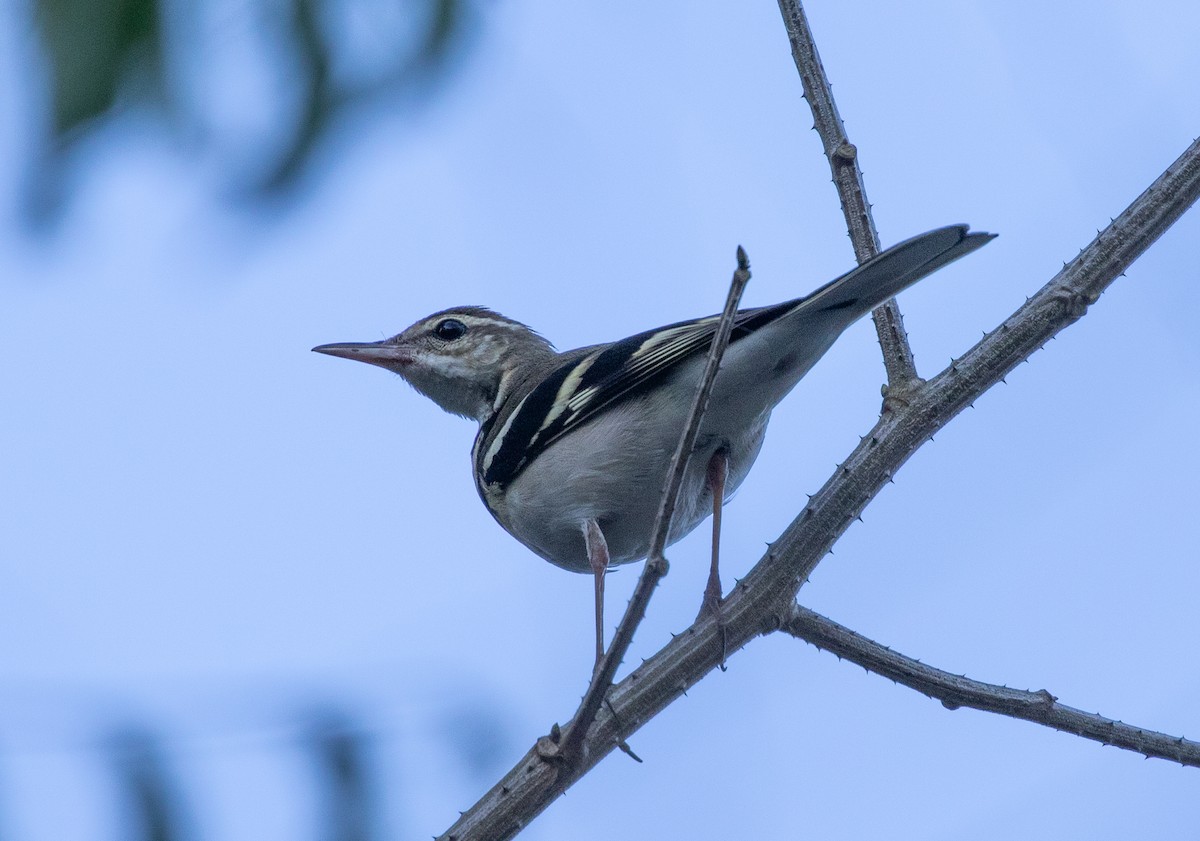 Forest Wagtail - ML619399787