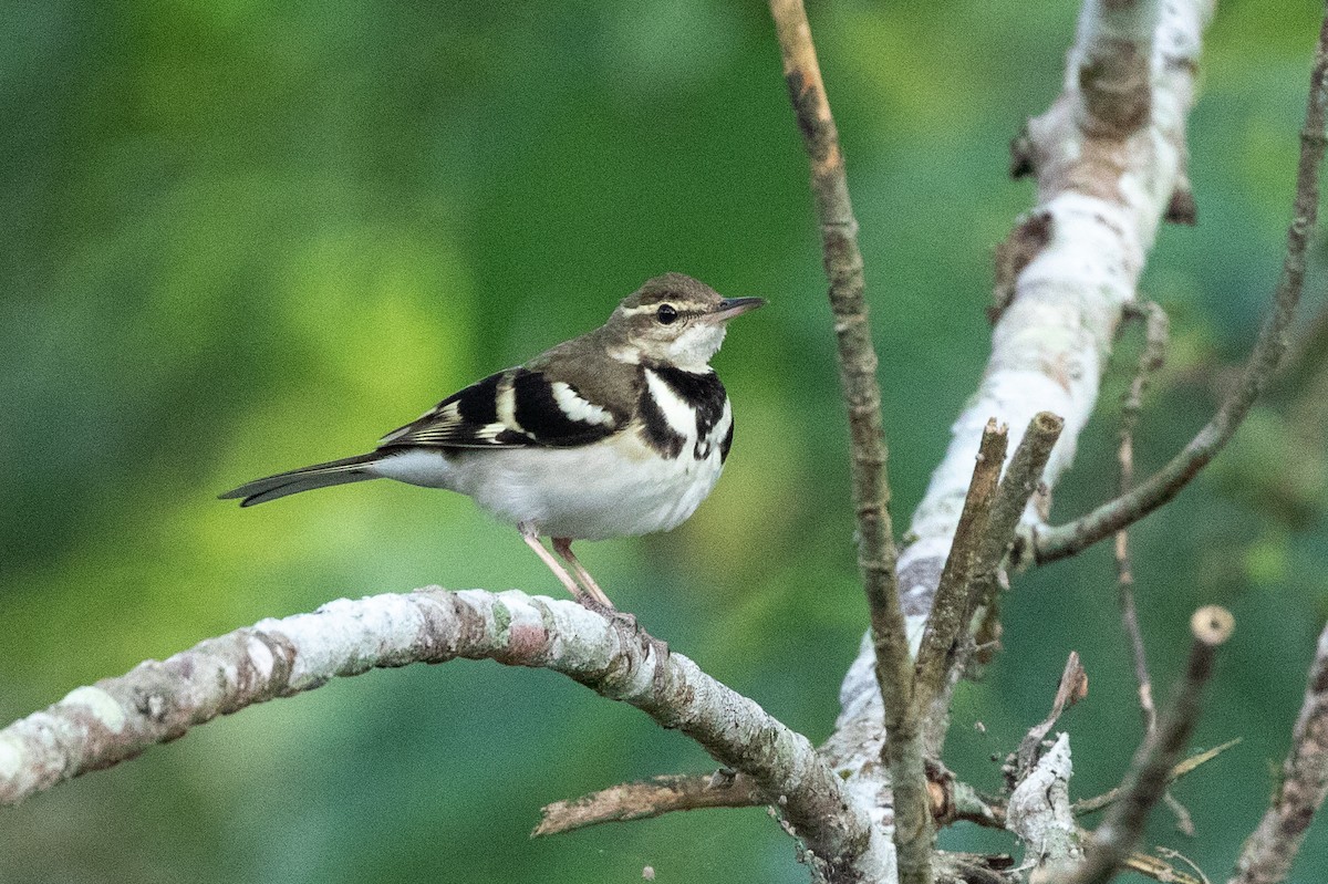Forest Wagtail - ML619399788