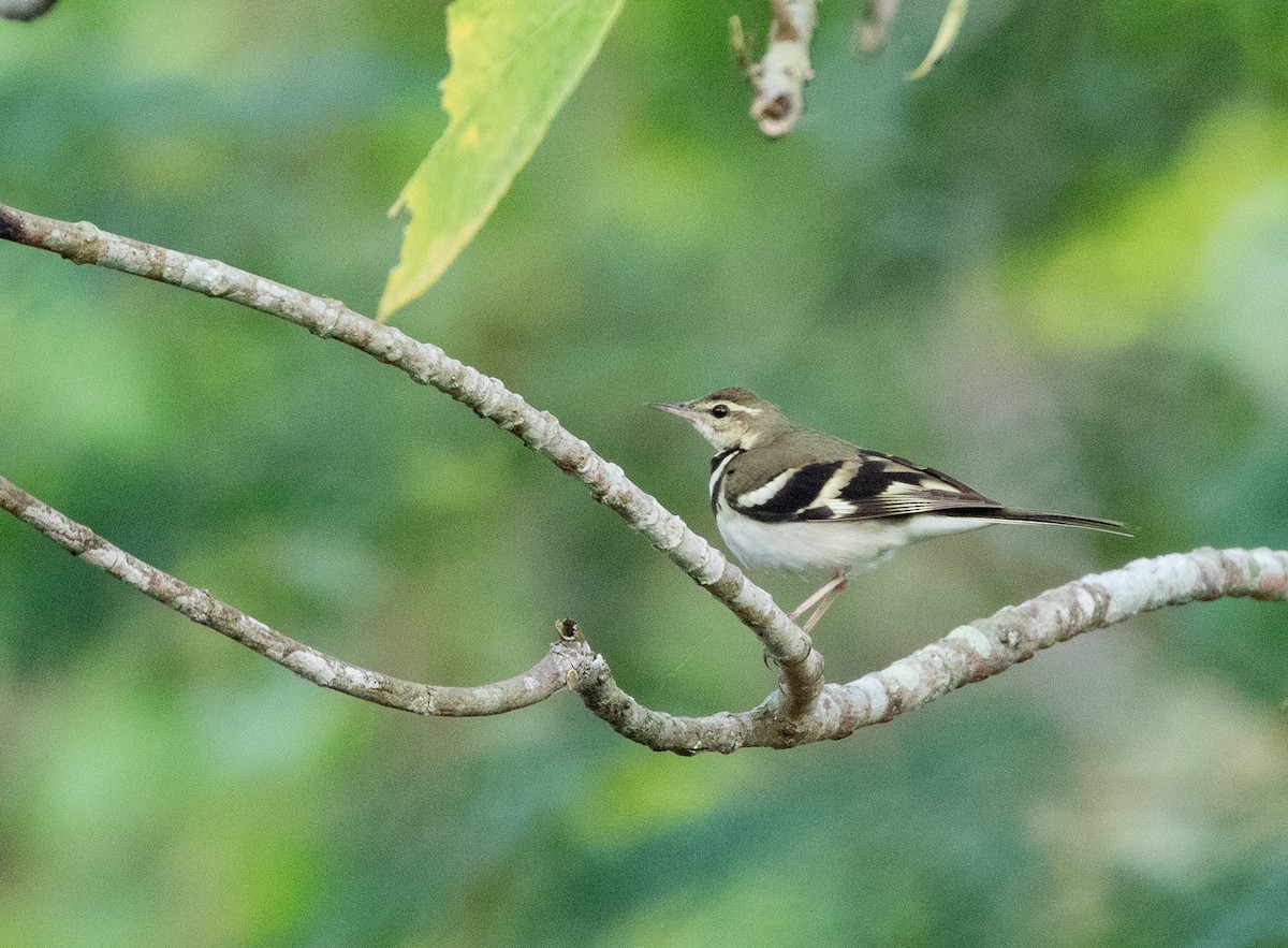 Forest Wagtail - ML619399789
