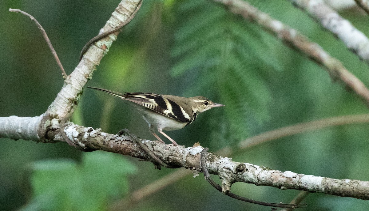 Forest Wagtail - ML619399790
