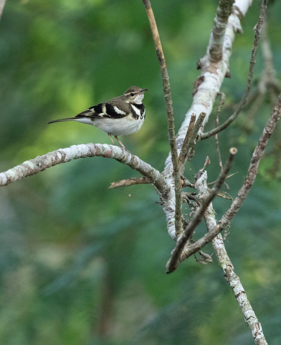 Forest Wagtail - ML619399791