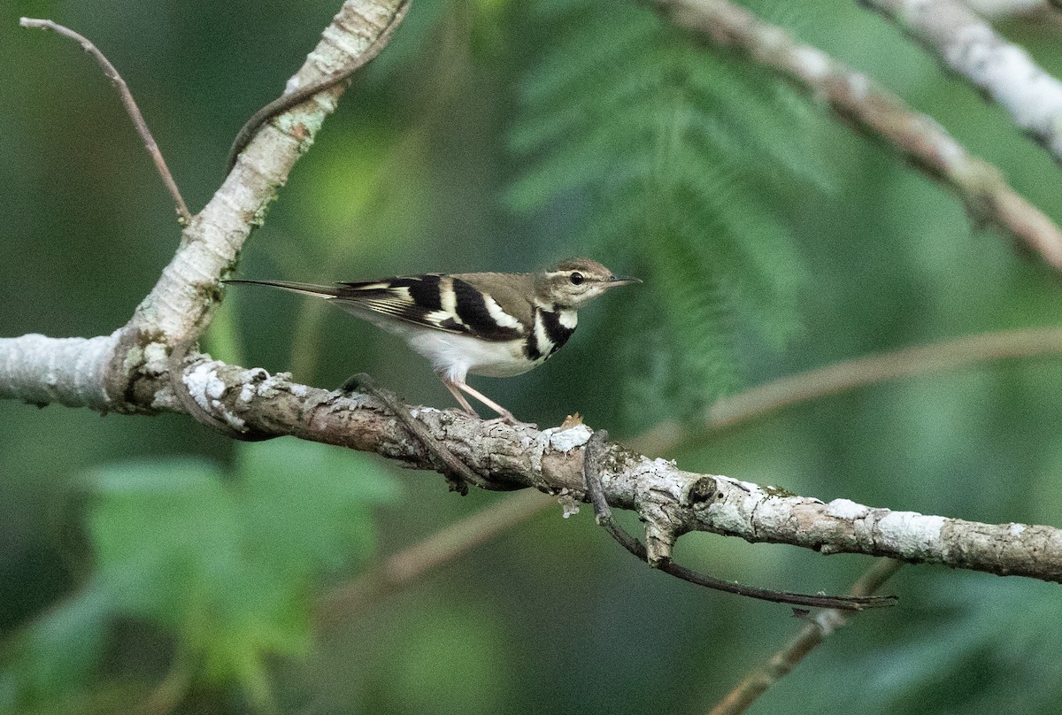 Forest Wagtail - ML619399792