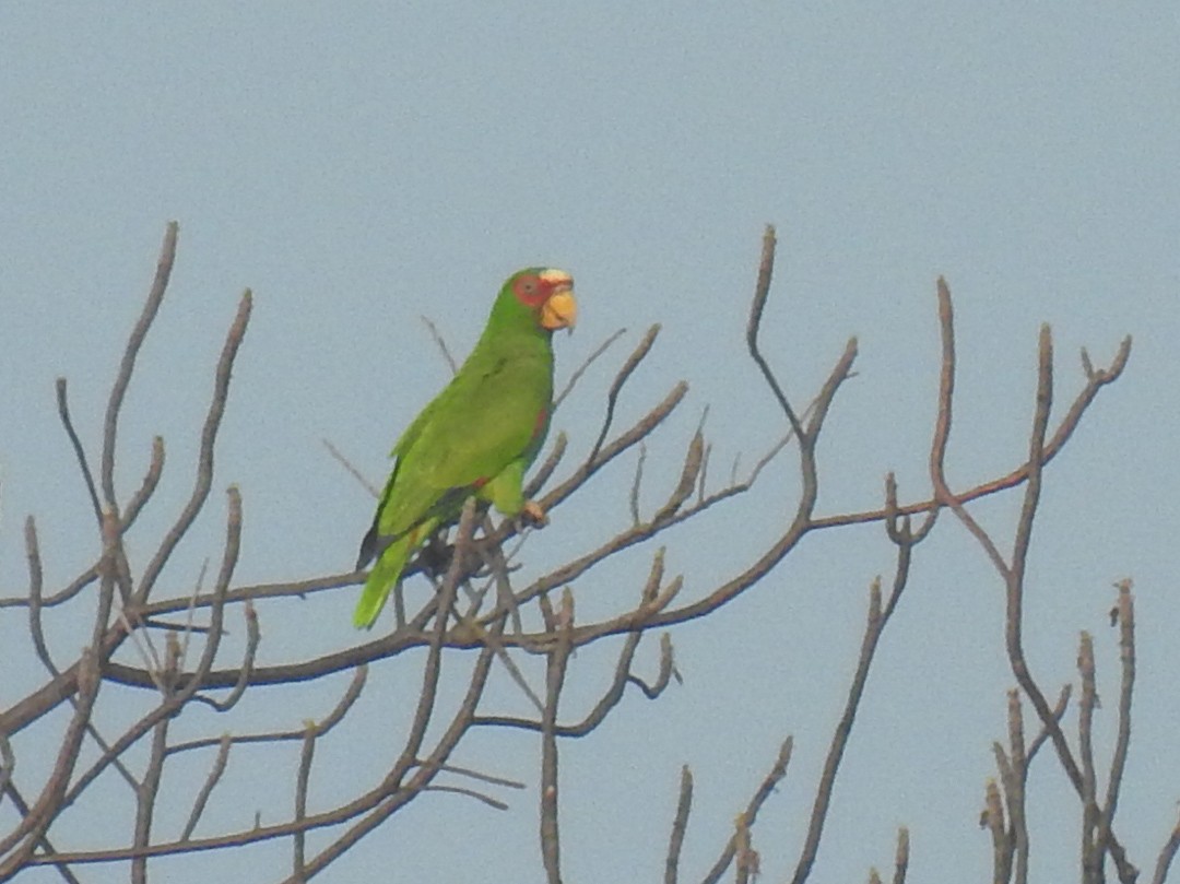 White-fronted Parrot - ML619399875