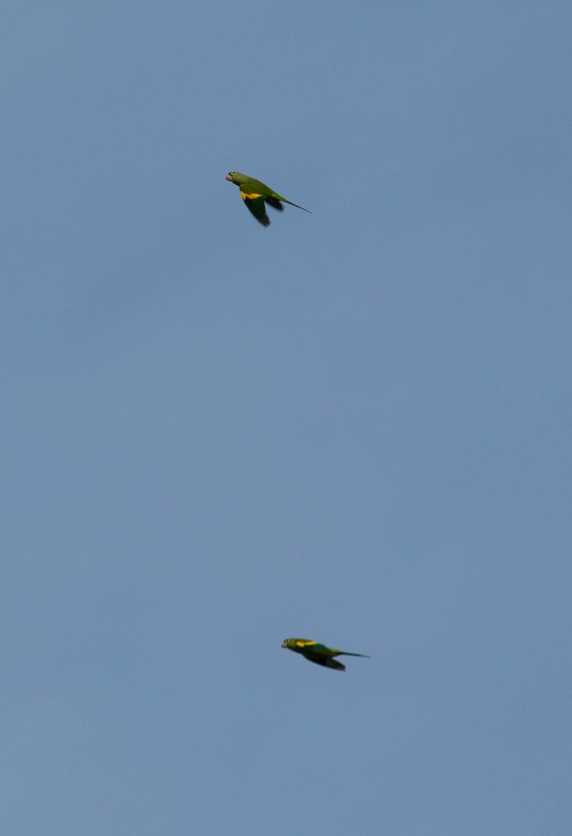 Yellow-chevroned Parakeet - ML619399913