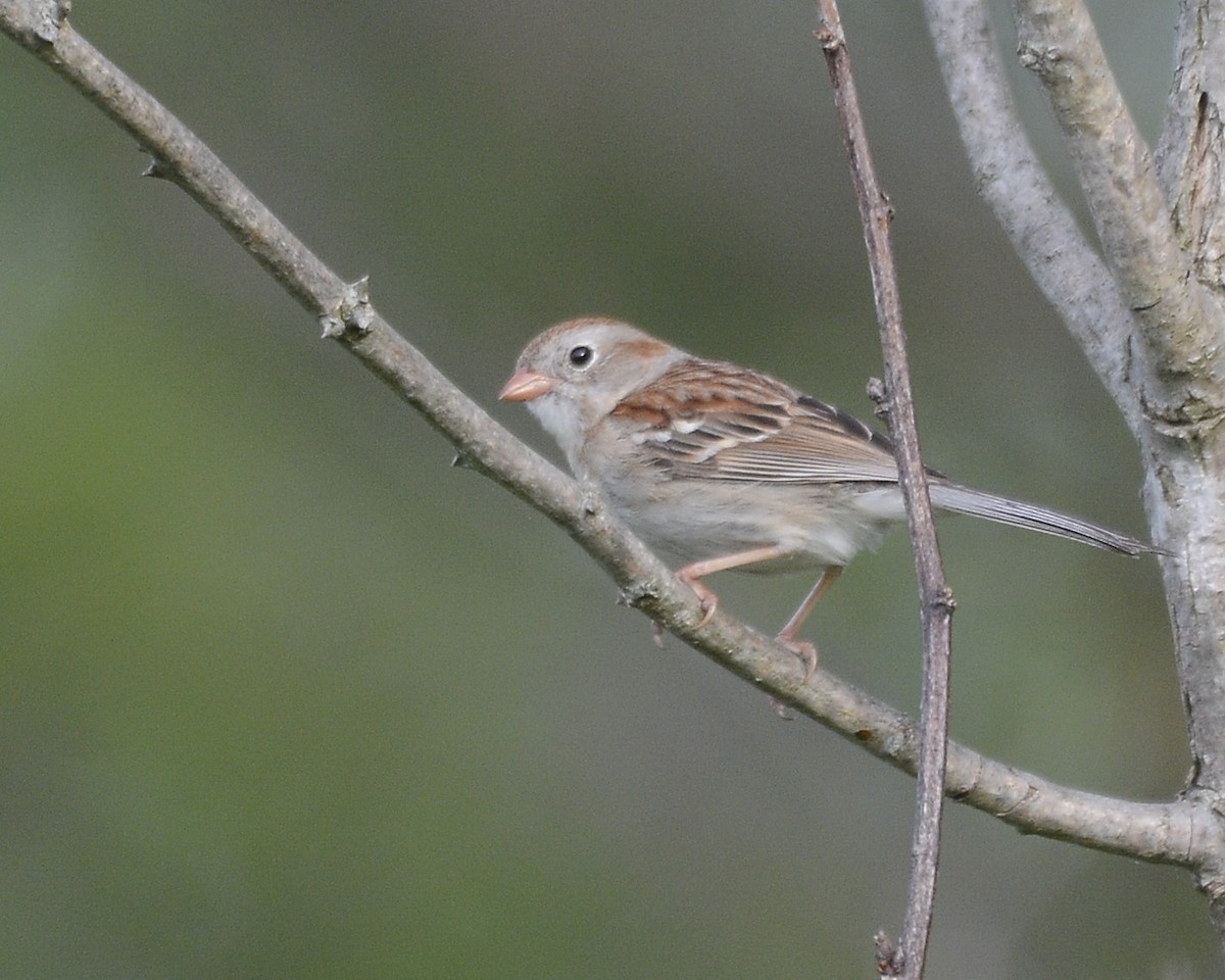 Field Sparrow - ML619399931