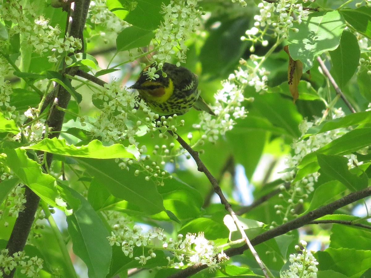 Cape May Warbler - ML619399959