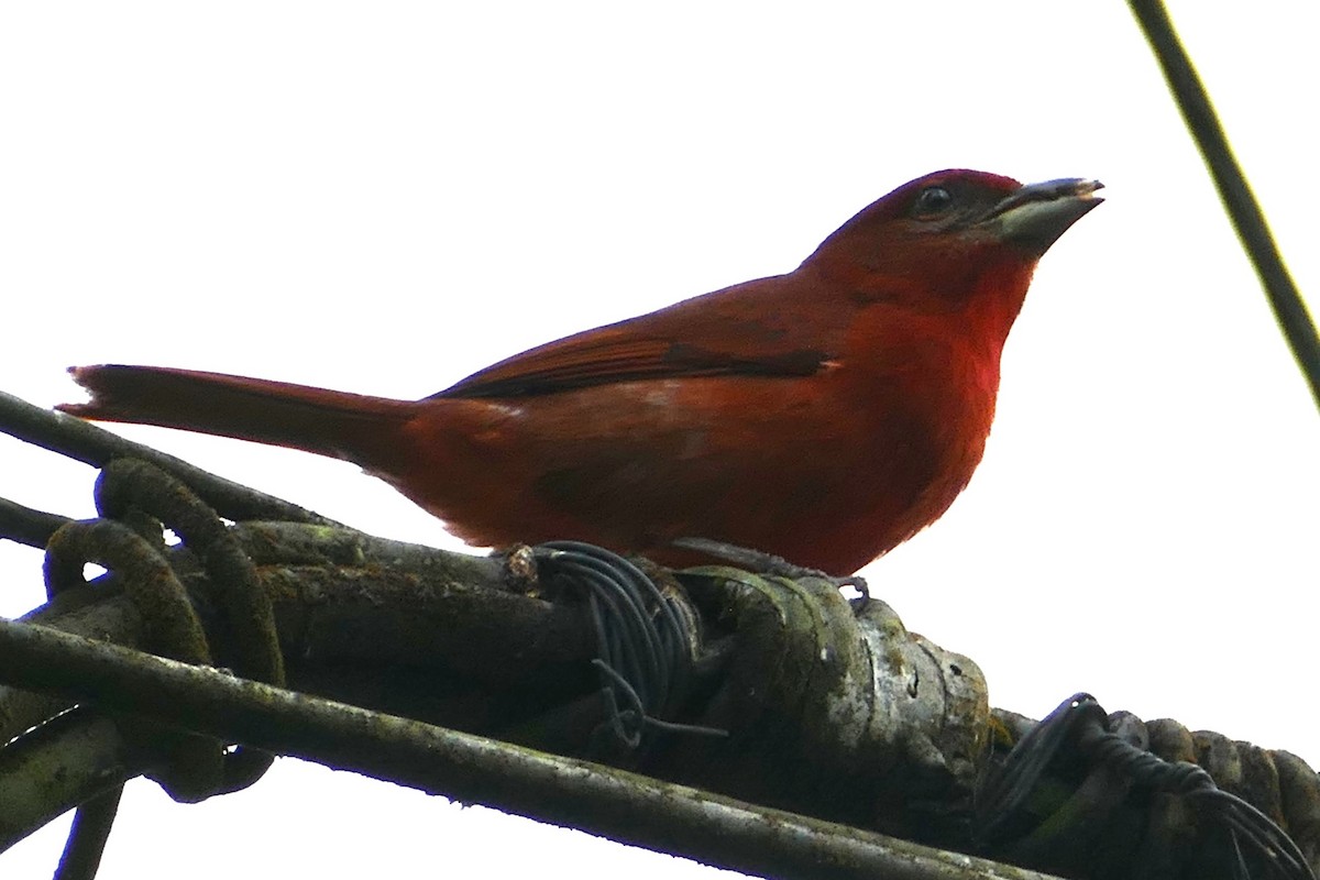 Hepatic Tanager - ML619399967