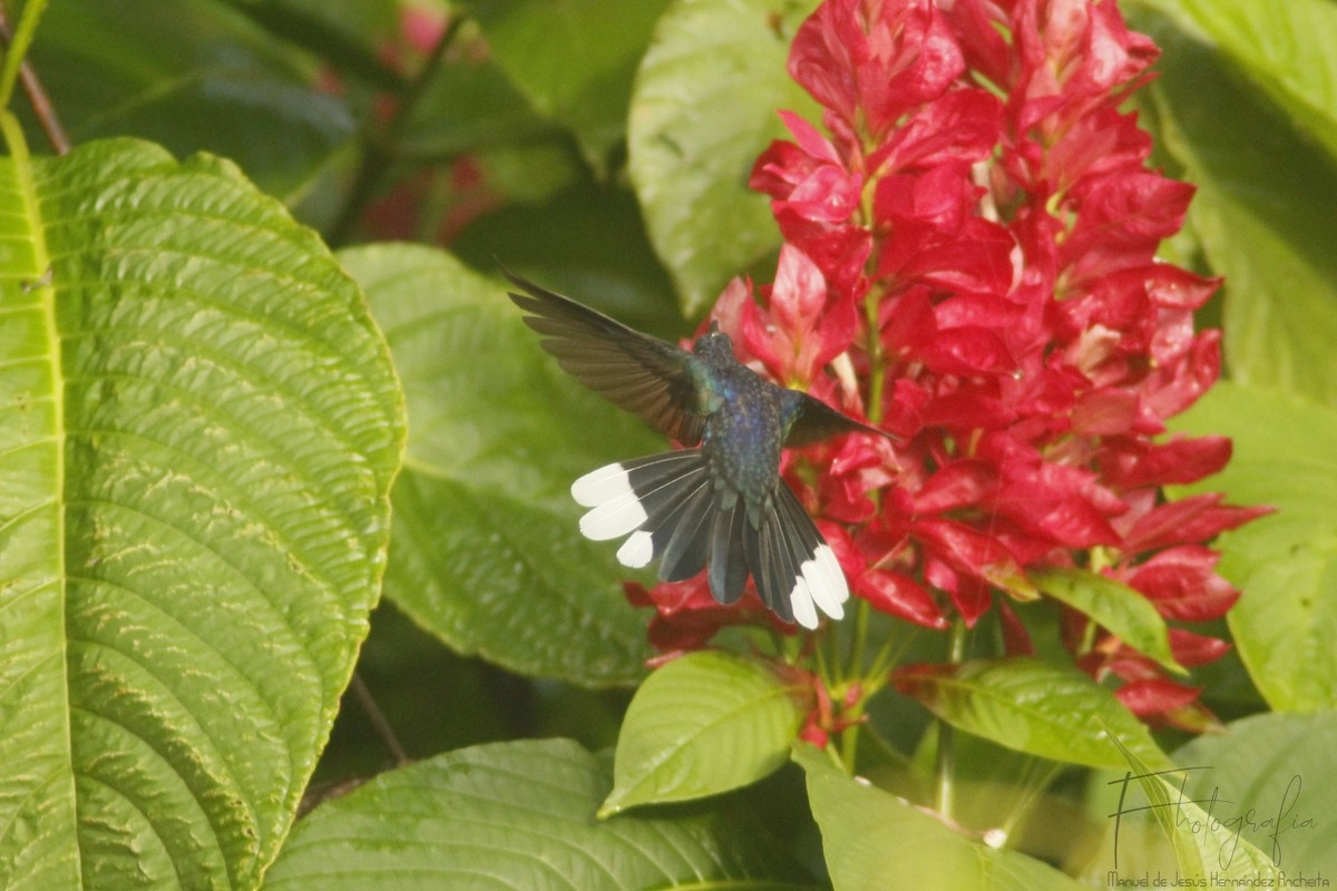kolibřík fialkový - ML619399971
