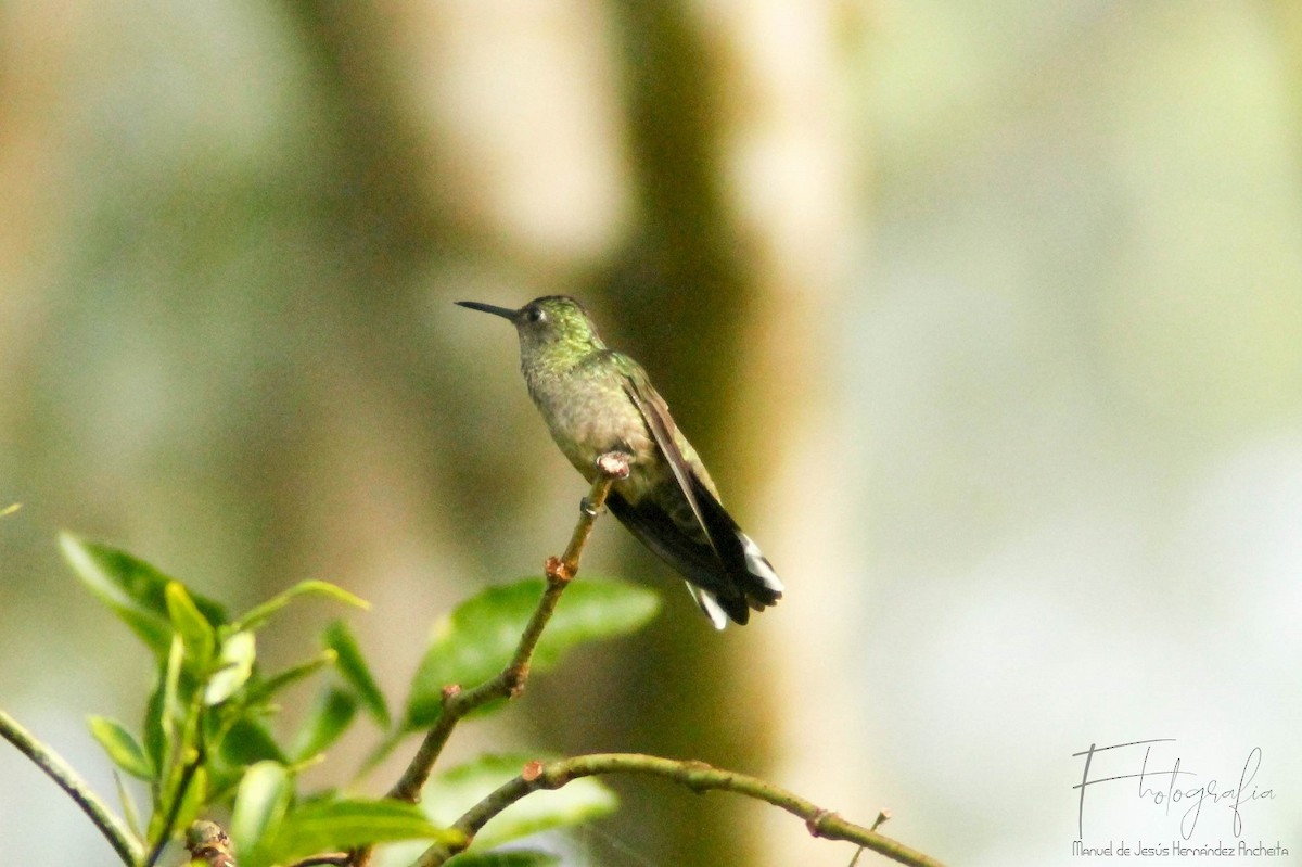 Scaly-breasted Hummingbird - ML619399976