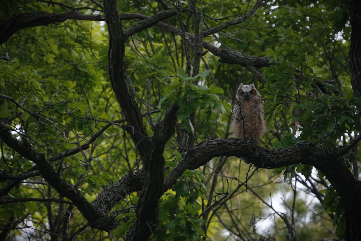 Great Horned Owl - ML619400001