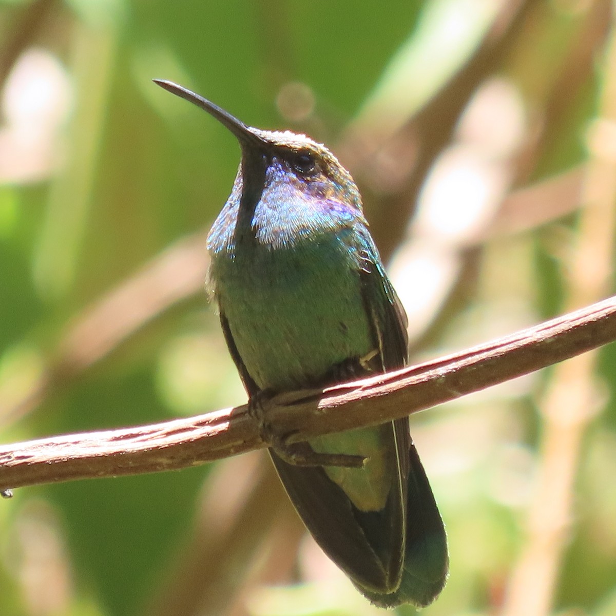 kolibřík zelený - ML619400049