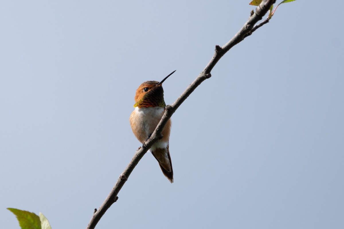 Rufous Hummingbird - ML619400059