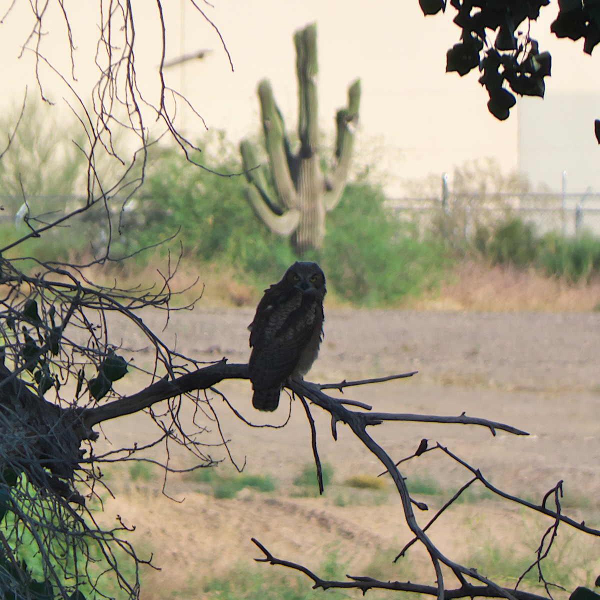 Great Horned Owl - ML619400074