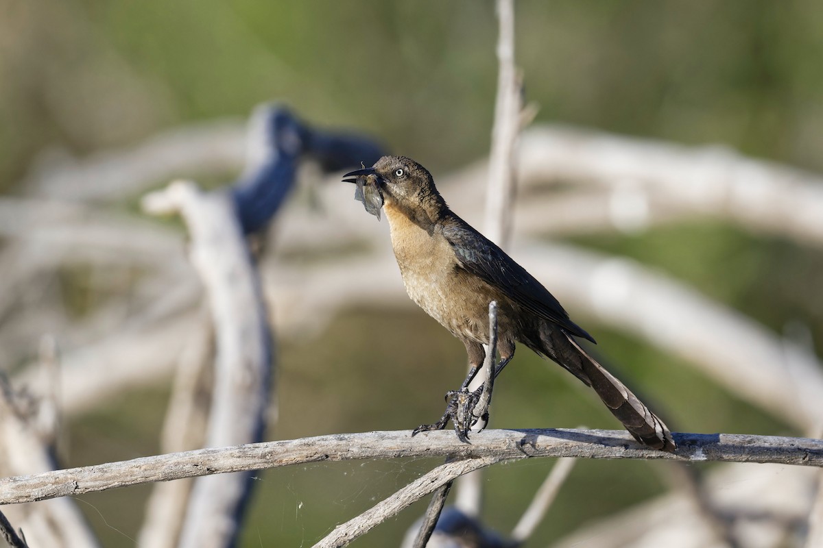 Great-tailed Grackle - ML619400078