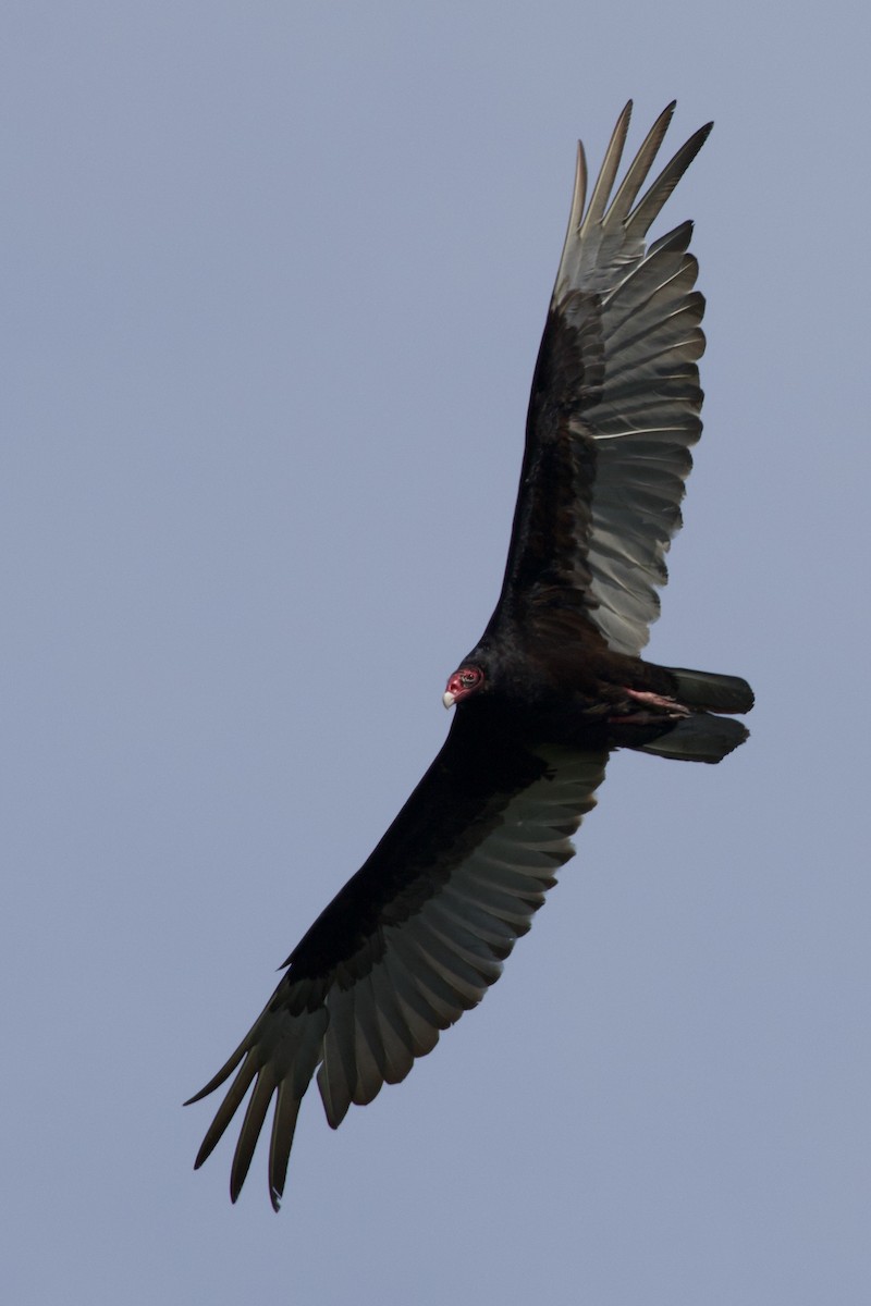 Turkey Vulture - ML619400085