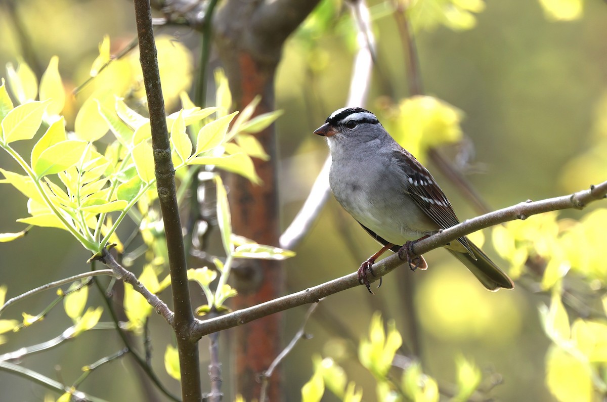 White-crowned Sparrow - ML619400114