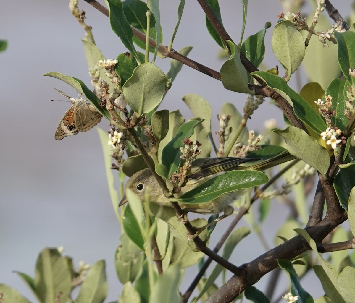 Yellow Warbler (Mangrove) - ML619400132