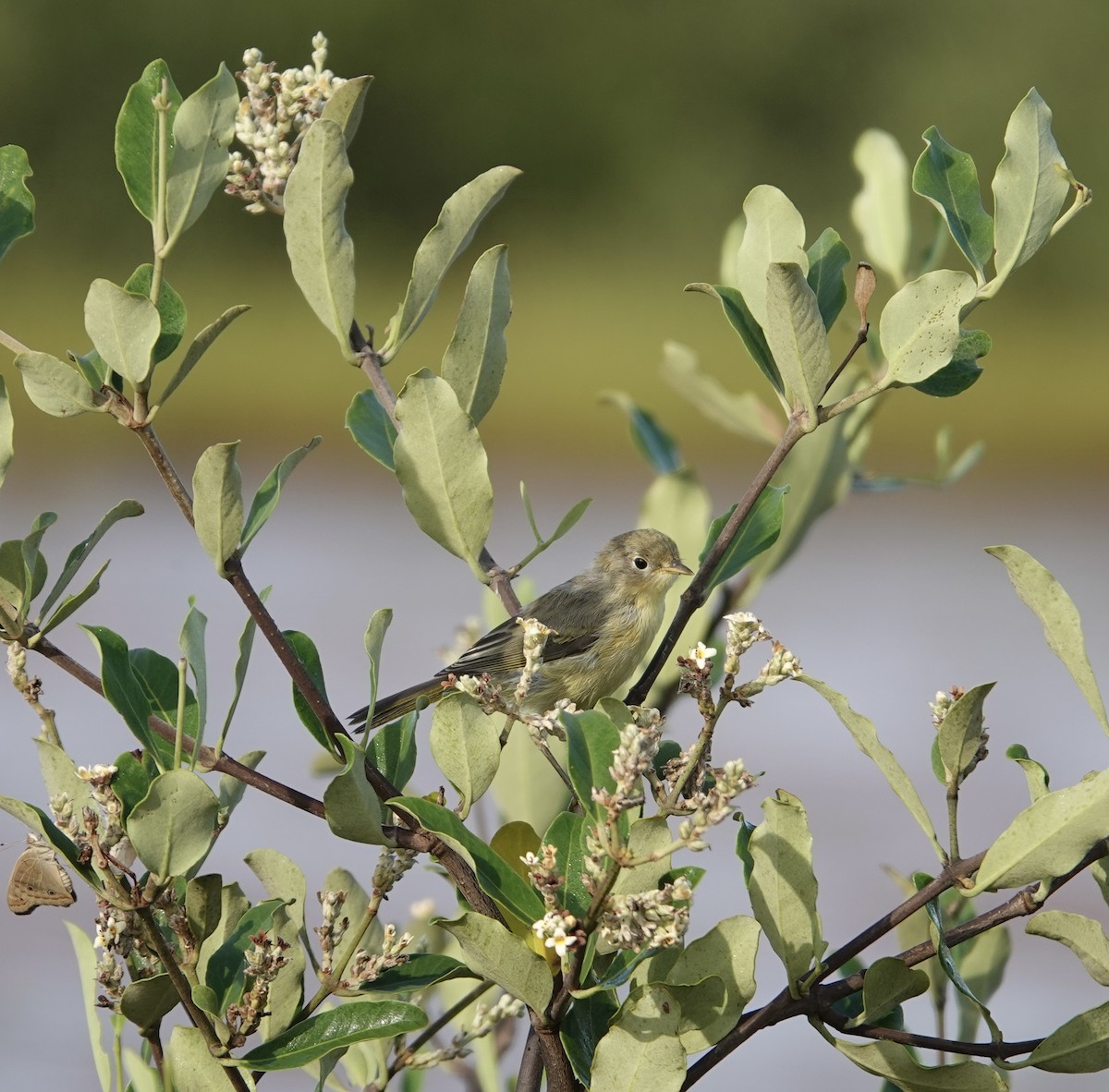 Yellow Warbler (Mangrove) - ML619400133