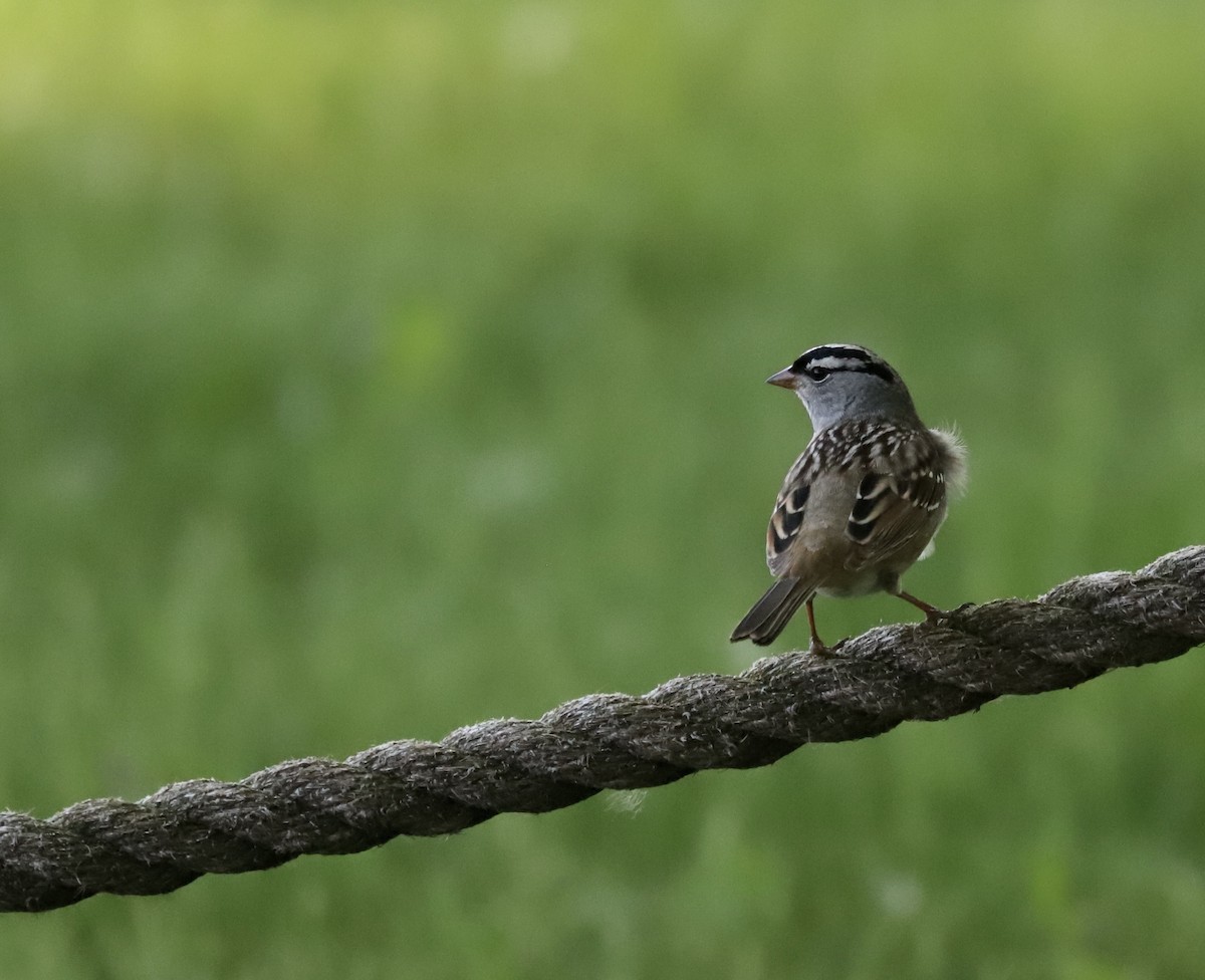 White-crowned Sparrow - ML619400141