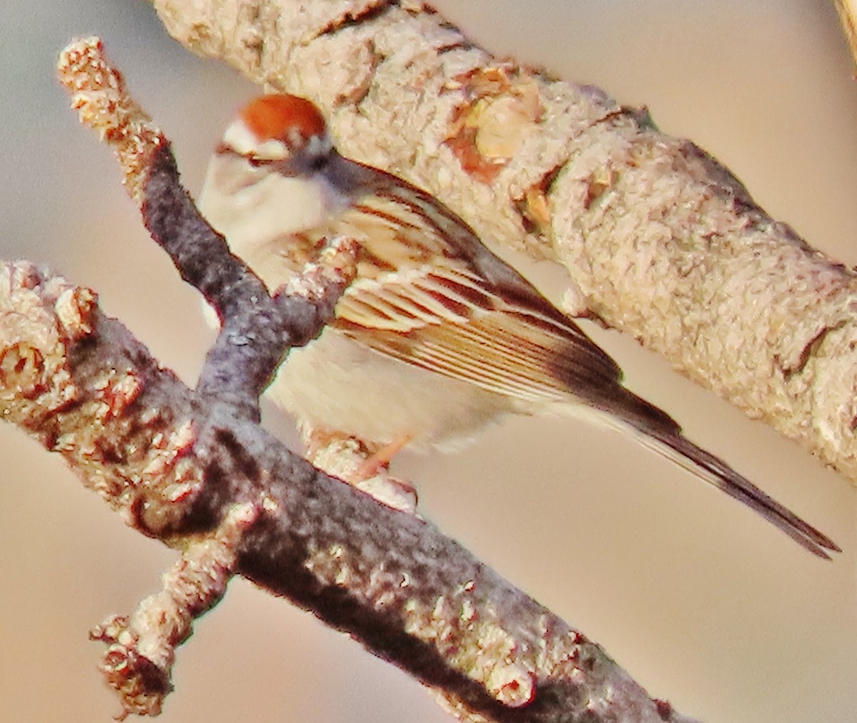 Chipping Sparrow - ML619400157