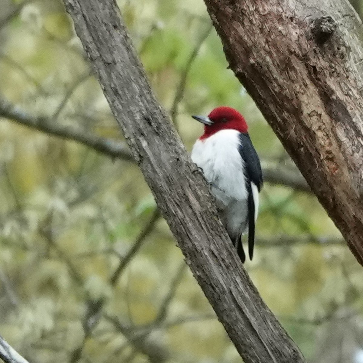 Red-headed Woodpecker - ML619400176