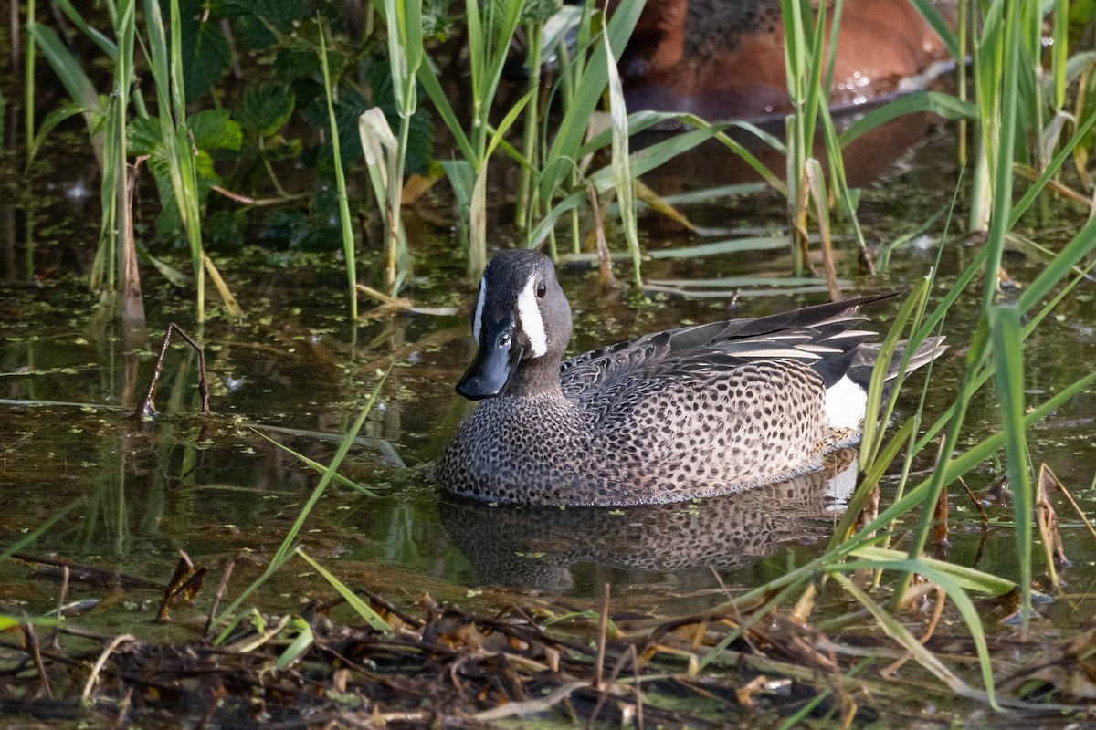 Blue-winged Teal - ML619400213