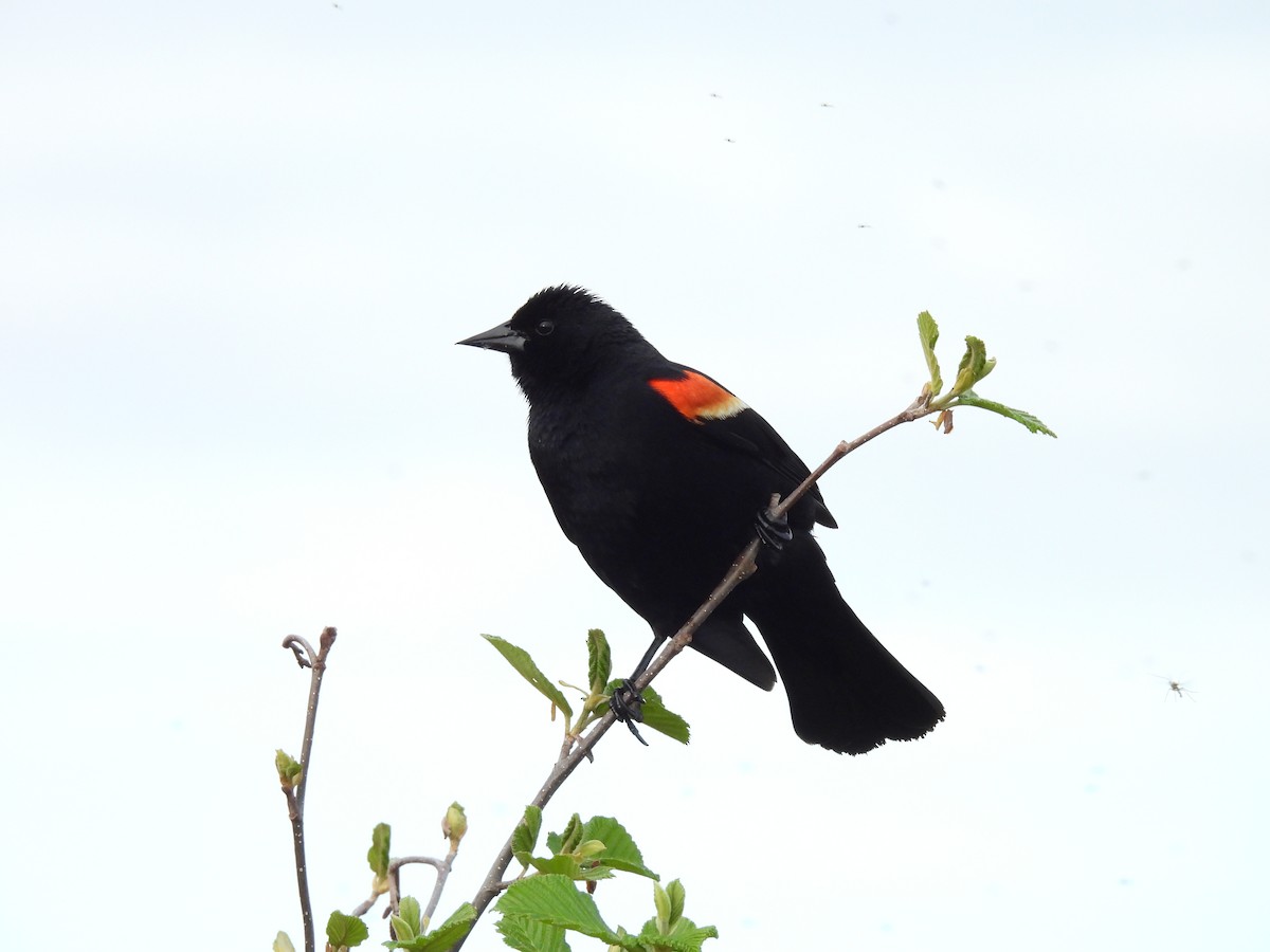 Red-winged Blackbird - ML619400229