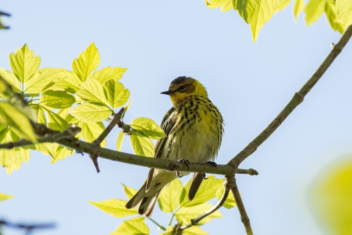 Cape May Warbler - ML619400235
