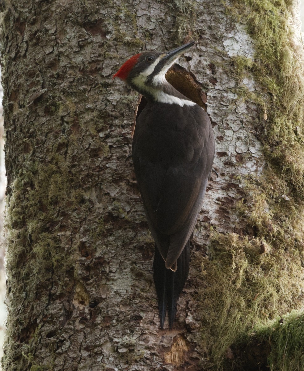 Pileated Woodpecker - ML619400240