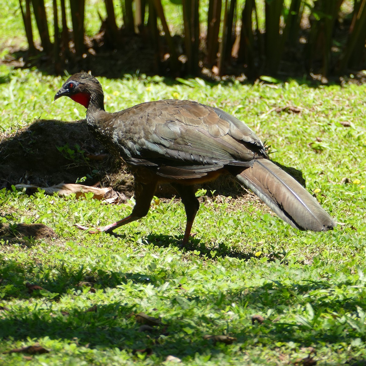 Crested Guan - ML619400242