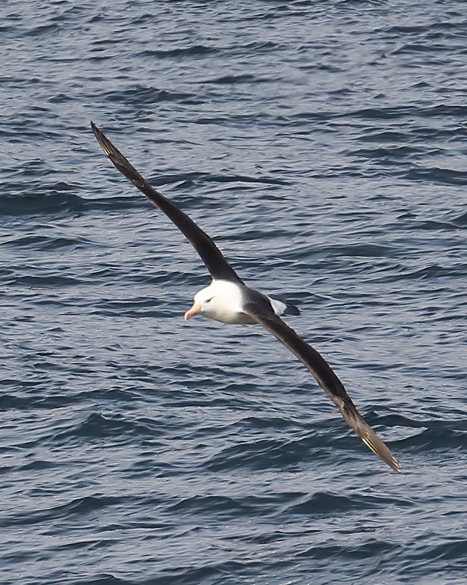 Albatros à sourcils noirs - ML619400285