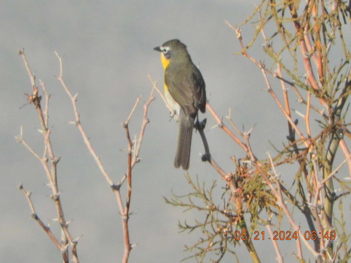 Yellow-breasted Chat - ML619400319