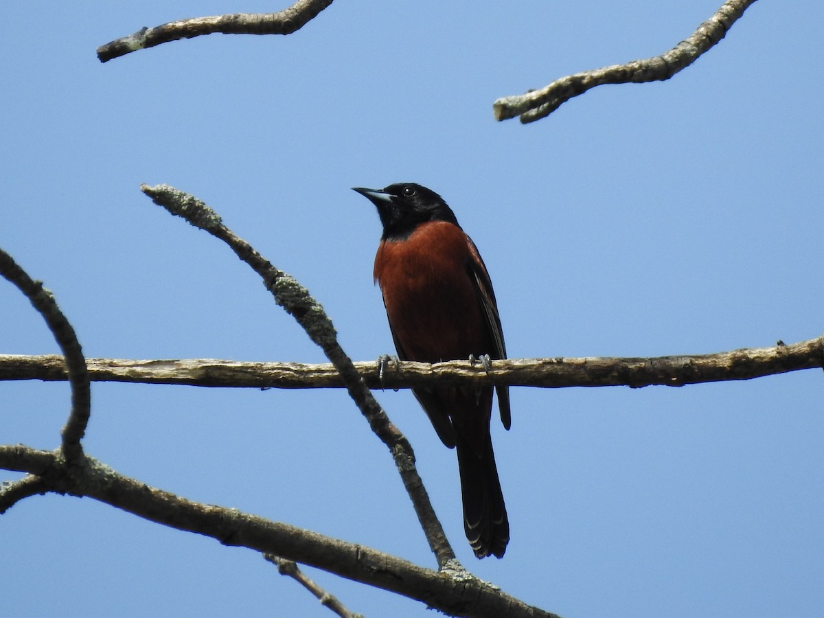 Orchard Oriole - ML619400338