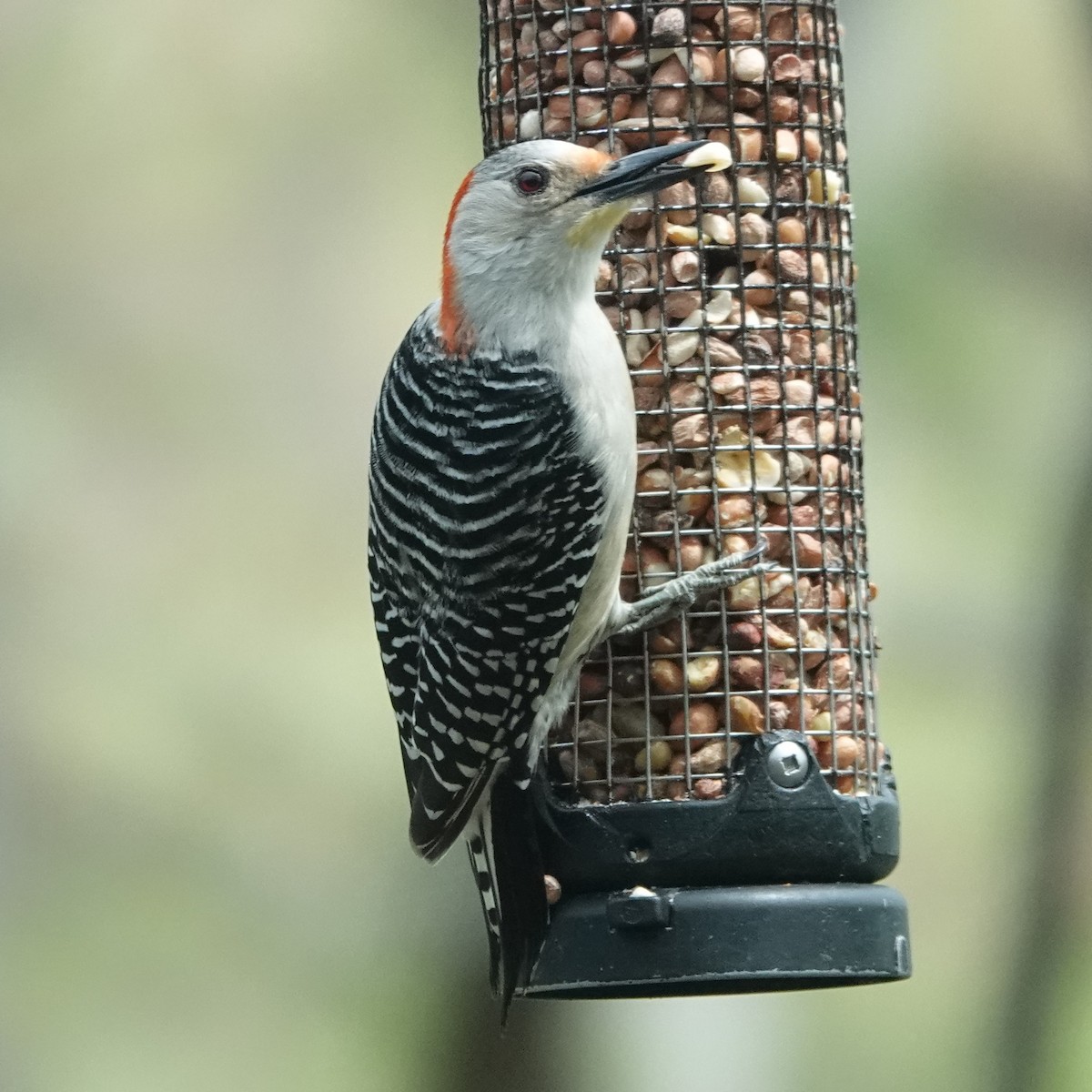 Red-bellied Woodpecker - ML619400351