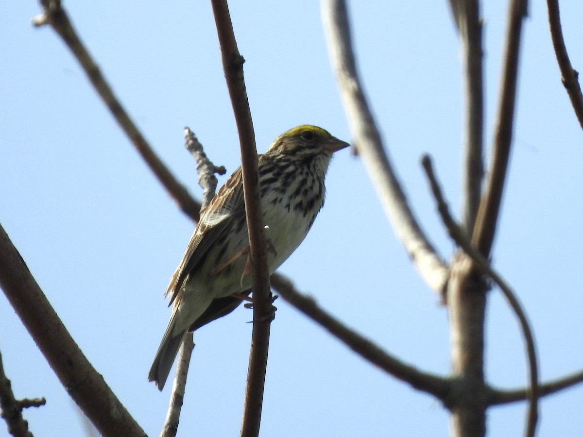 Savannah Sparrow - ML619400374
