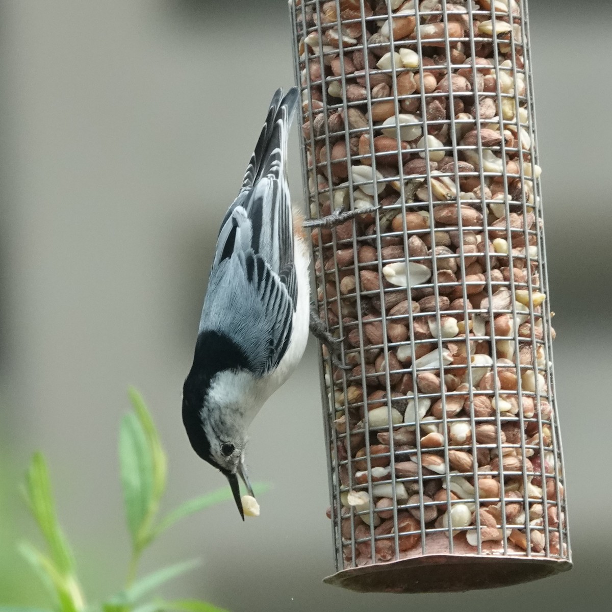White-breasted Nuthatch - ML619400379
