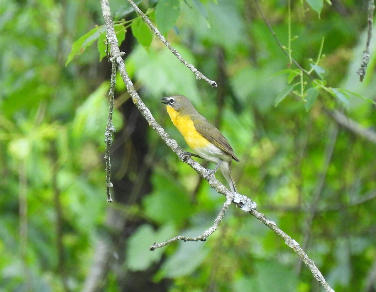 Yellow-breasted Chat - ML619400412