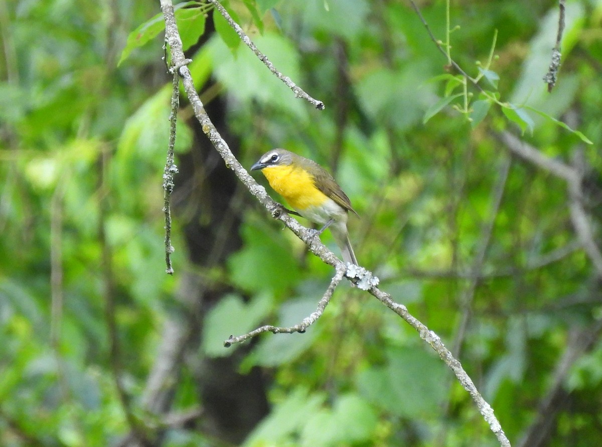 Yellow-breasted Chat - ML619400413