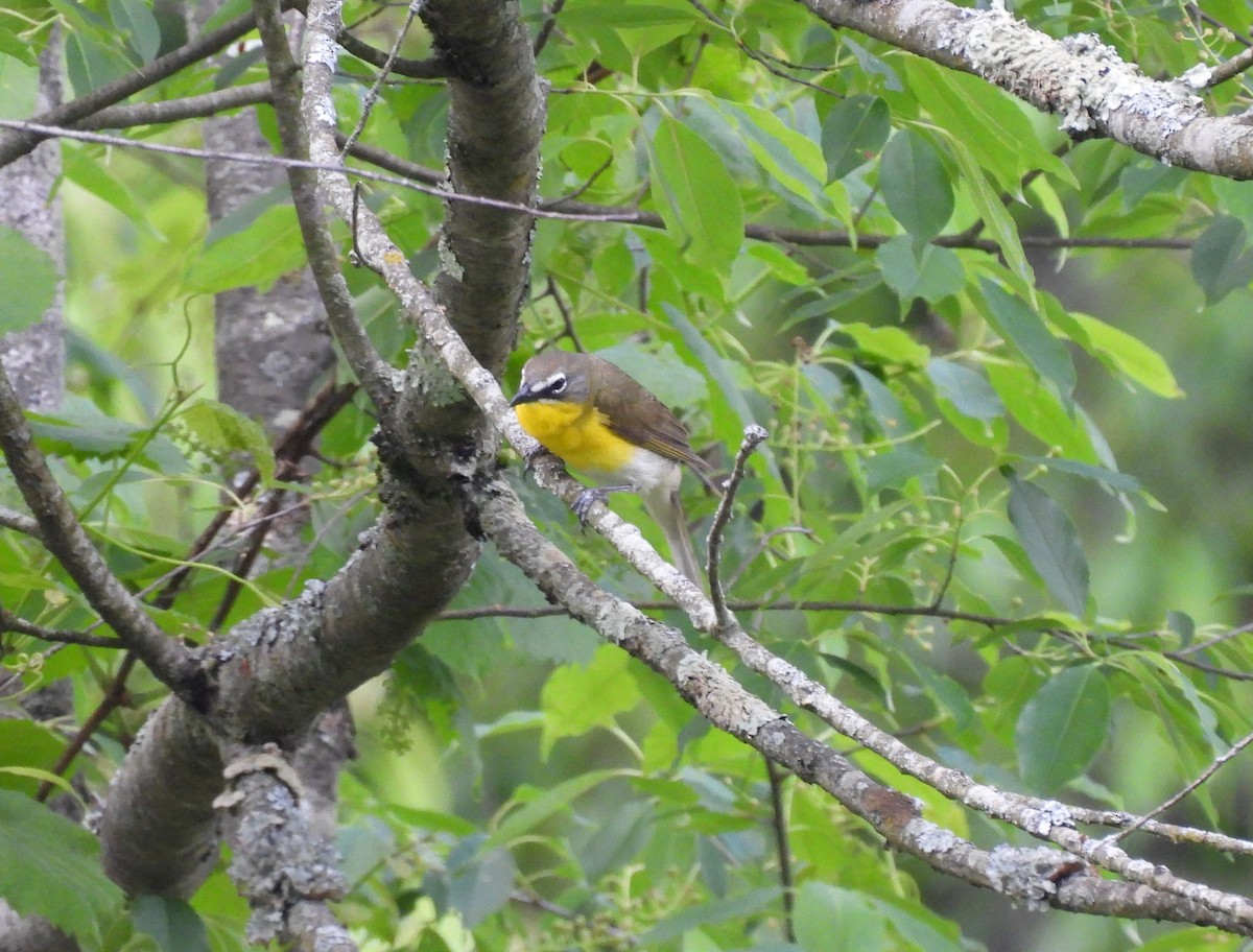 Yellow-breasted Chat - ML619400414
