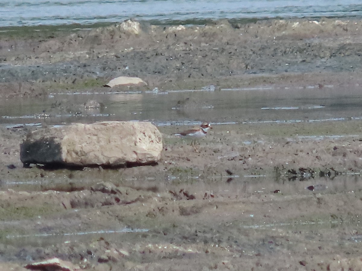 Semipalmated Plover - ML619400417