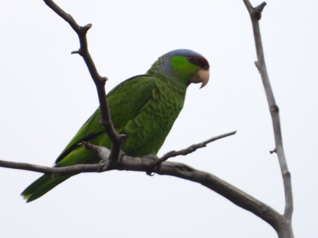Lilac-crowned Parrot - ML619400515