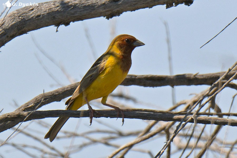 Red-headed Bunting - ML619400528