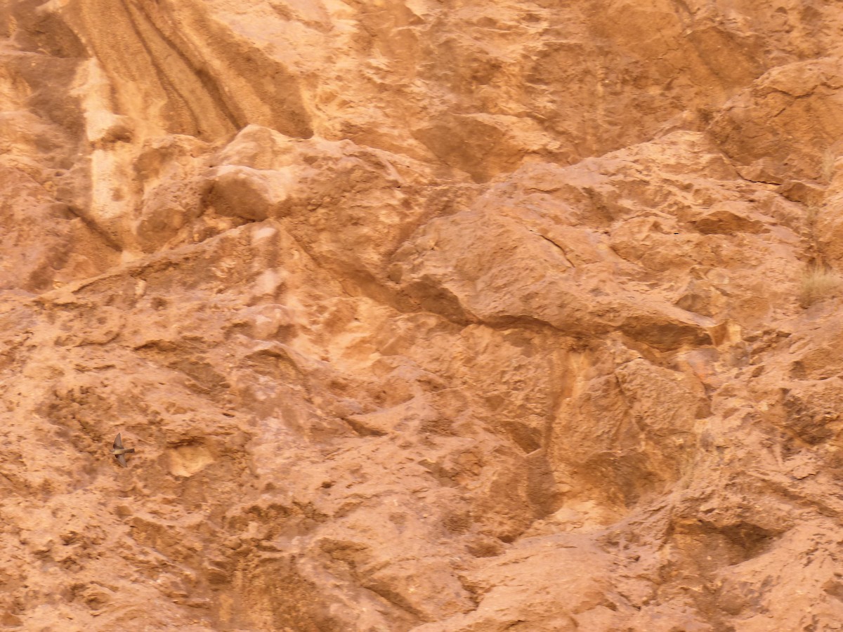 סנונית סלעים - ML619400536