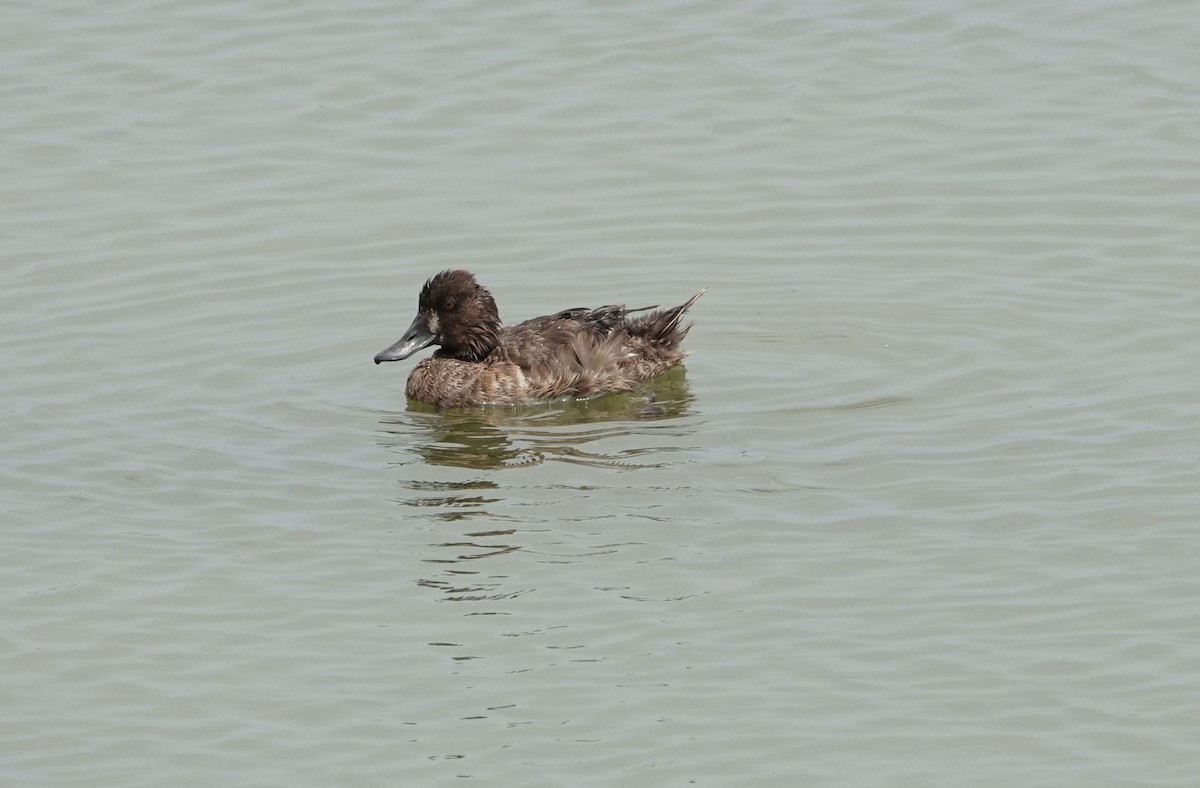 Greater Scaup - ML619400541
