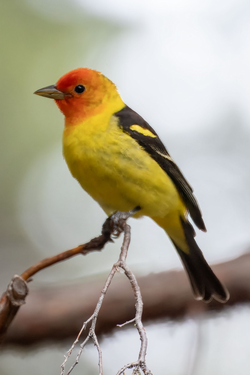 Western Tanager - ML619400624