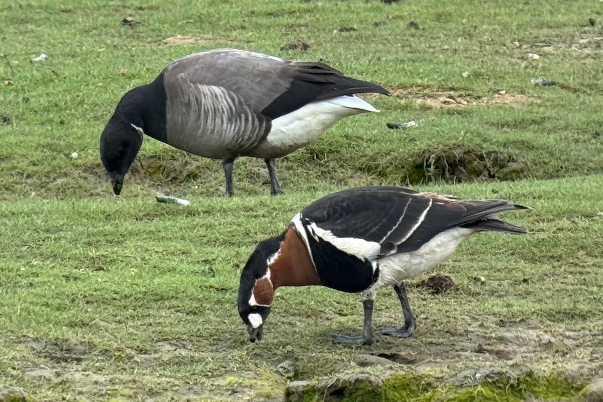 Red-breasted Goose - ML619400653